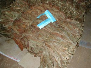 feuilles-300