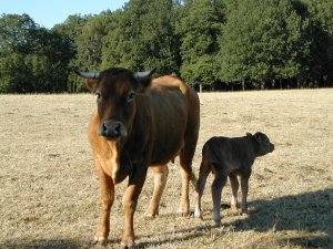 vache-300