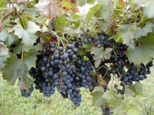 vendanges300-102